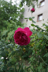 Salma Es Said - floralia