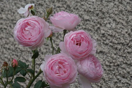 Scepter d'Isle_David Austin bush 60-100cm inaltime - floralia