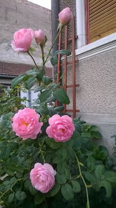 Scepter d'Isle (3) - floralia