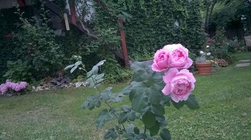 Soeur Emanuelle Delbard - floralia