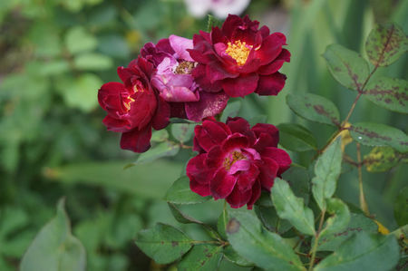 Cardinal hume butasi - floralia