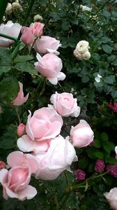 Nahema Butasi  - floralia