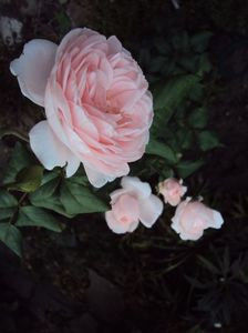 Nahema butasi 2 - floralia