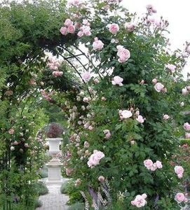 nahema Delbard climbing 2-3m inaltime - floralia