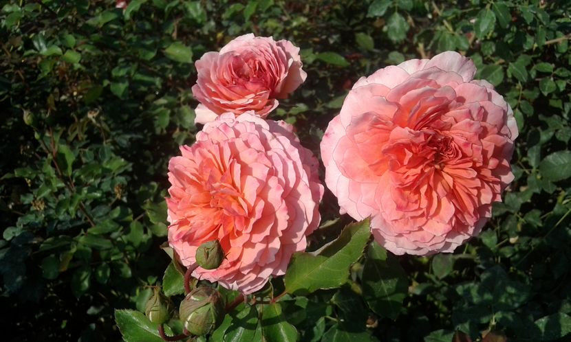 a26.Andre Turcat - ziana trandafiri plantati