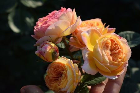 A42 Rosamone Janon - ziana trandafiri plantati