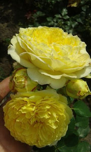 a62 Nelson Monfort  - ziana trandafiri plantati