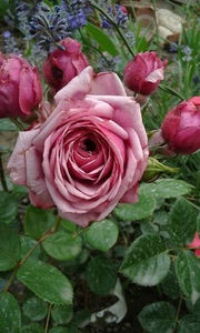 A86 Dourance ancienne  - ziana trandafiri plantati