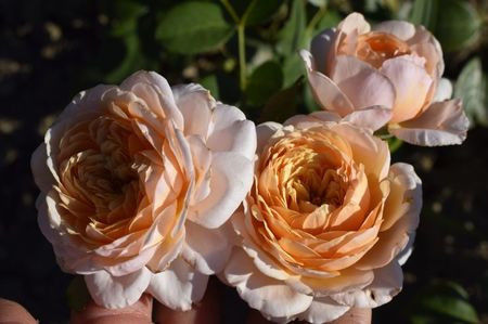 a91 Elizabeth Stuart - ziana trandafiri plantati