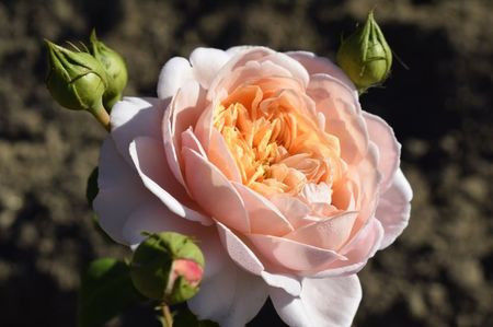 a91 - ziana trandafiri plantati