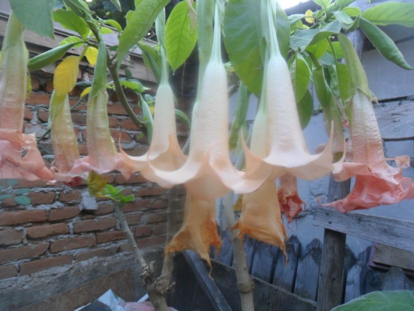  - brugmansii 2018 2