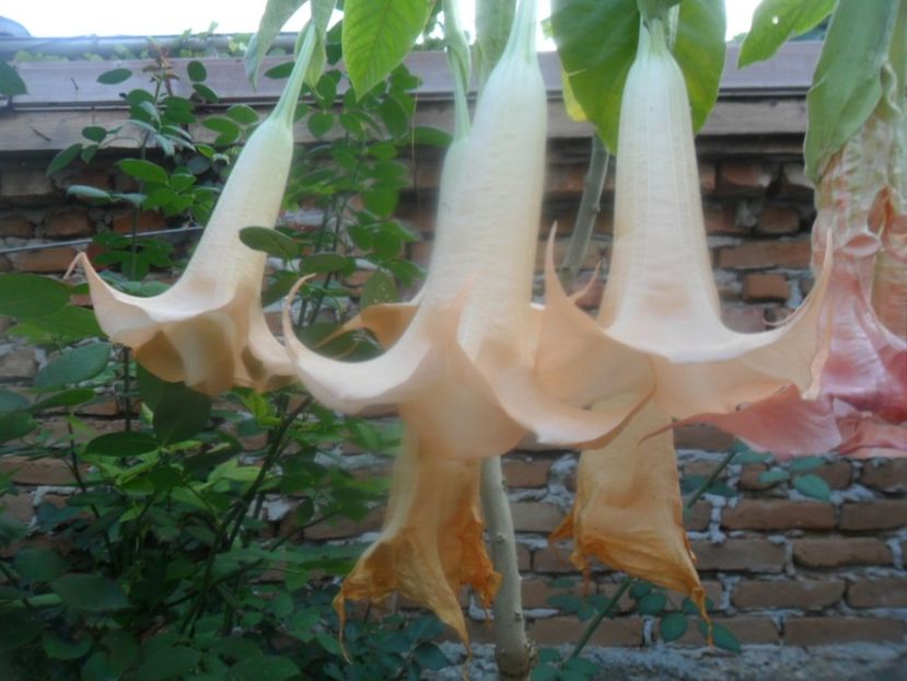  - brugmansii 2018 2