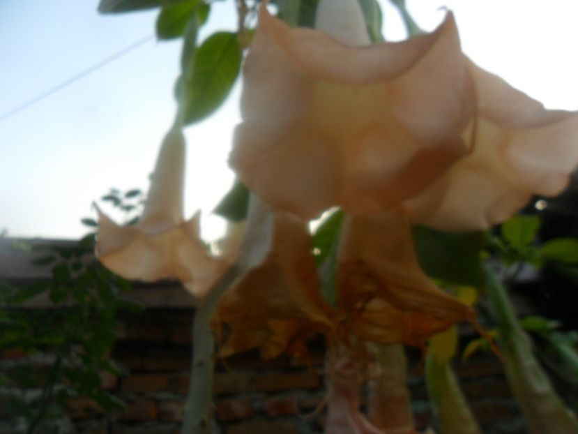  - brugmansii 2018 2
