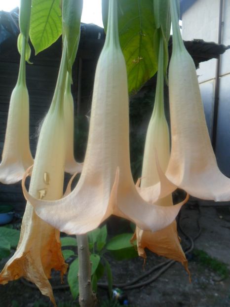  - brugmansii 2018 2