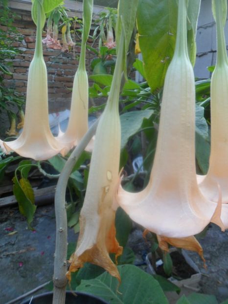  - brugmansii 2018 2