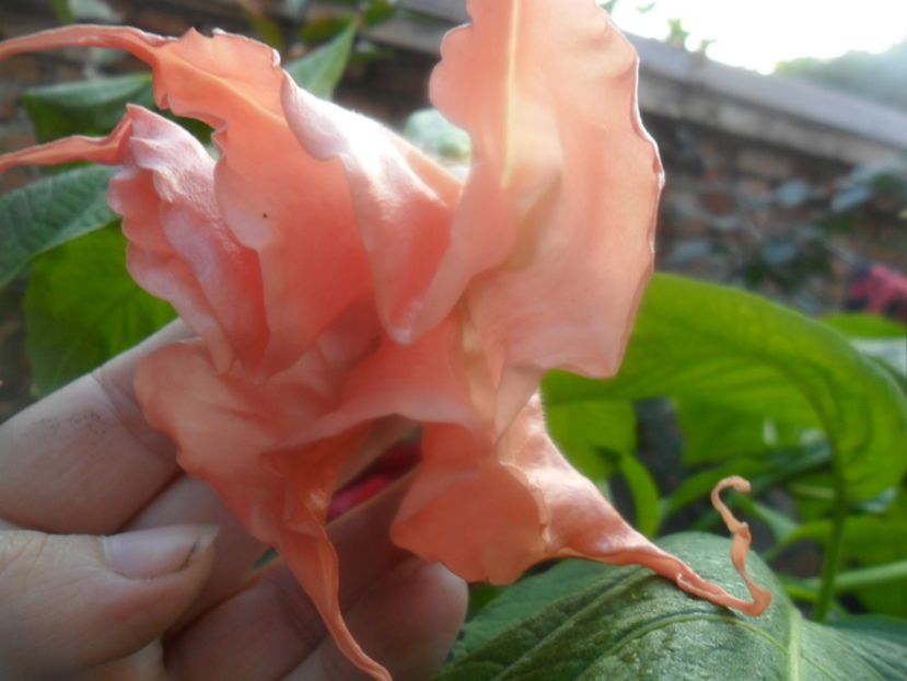  - brugmansii 2018 2