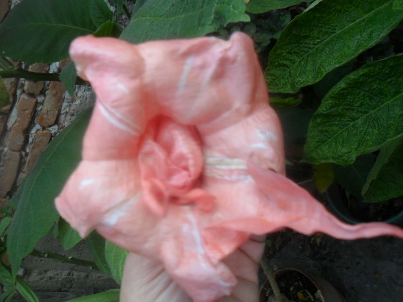  - brugmansii 2018 2