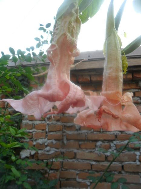  - brugmansii 2018 2