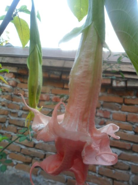  - brugmansii 2018 2