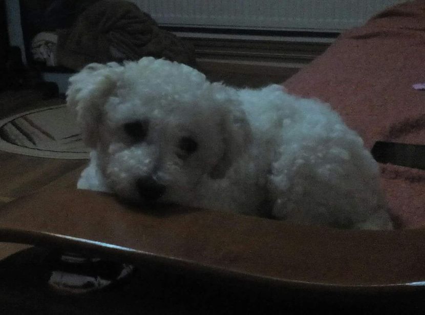 received_557619194661732 - Simba