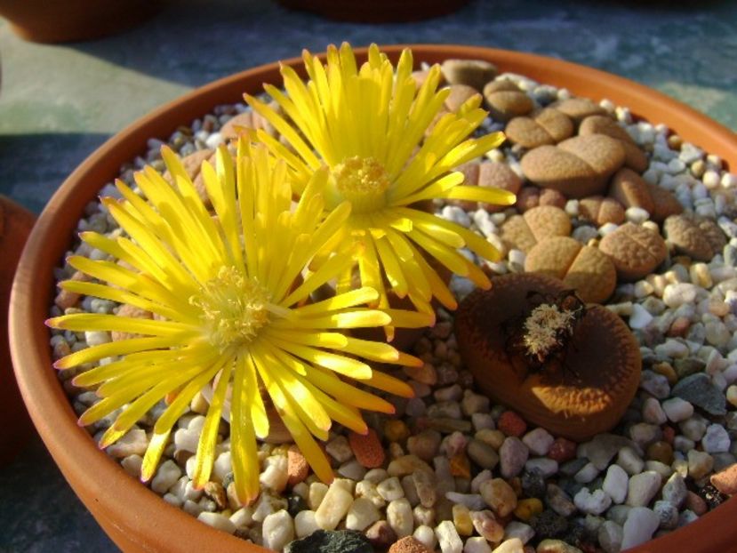 Lithops - Suculente 2018