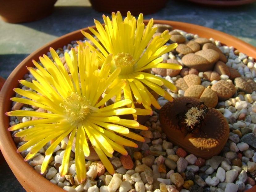 Lithops - Suculente 2018