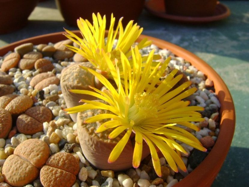 Lithops - Suculente 2018