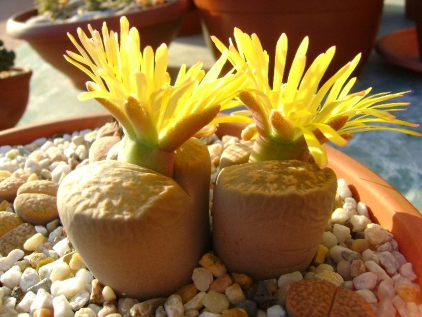 Lithops - Suculente 2018