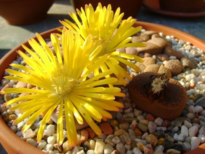 Lithops - Suculente 2018