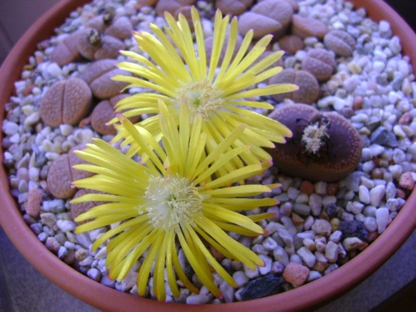 Lithops - Suculente 2018