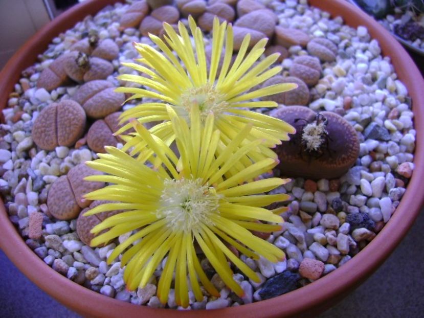 Lithops - Suculente 2018