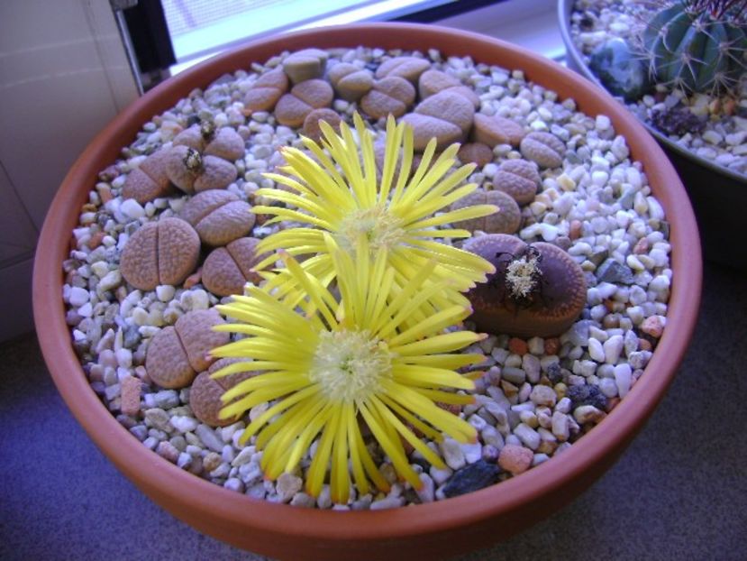 Lithops - Suculente 2018