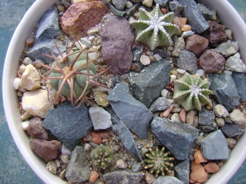 Grup de 5 cactusi - Cactusi 2018 continuare