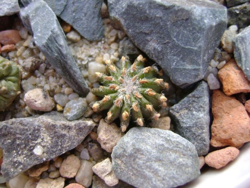 Geohintonia mexicana, San Jose del Rio, Mx - Cactusi 2018 continuare