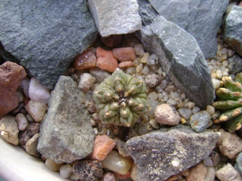 Aztekium ritteri, Rayones, Mx - Cactusi 2018 continuare