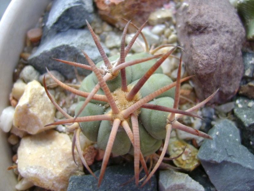 Echinocactus horizonthalonius, West of Texas, USA - Cactusi 2018 continuare