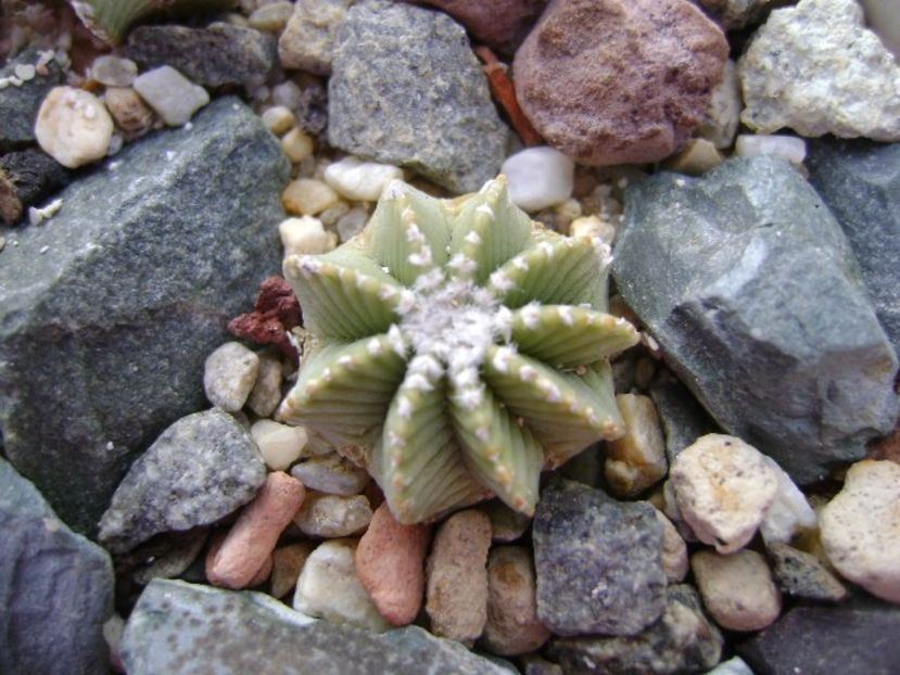 Aztekium hintonii, San Jose del Rio Galeana, Mx - Cactusi 2018 continuare