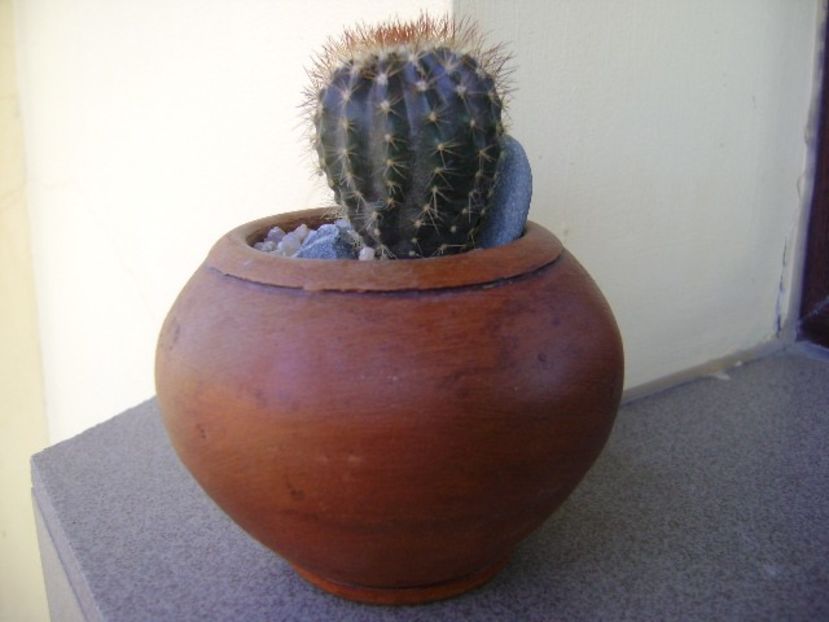 Uebelmania pectinifera v. pseudopectinifera, HU 290 - Cactusi 2018 continuare