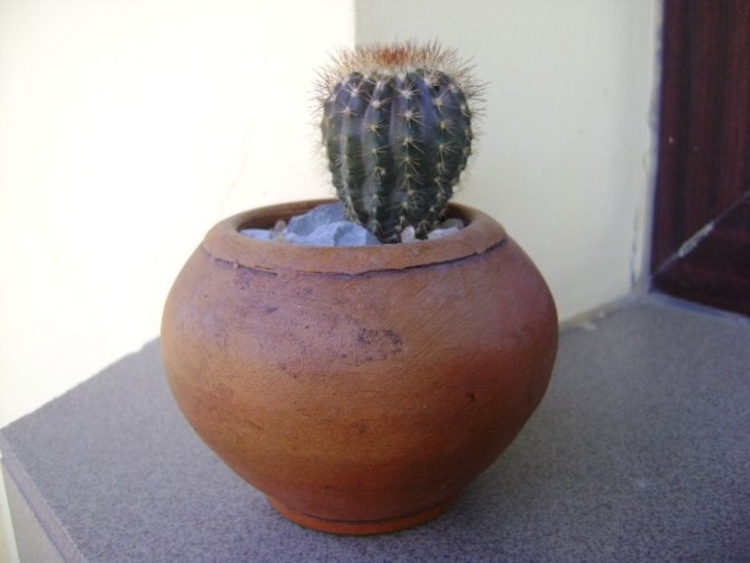 Uebelmania pectinifera v. pseudopectinifera, HU 290 - Cactusi 2018 continuare