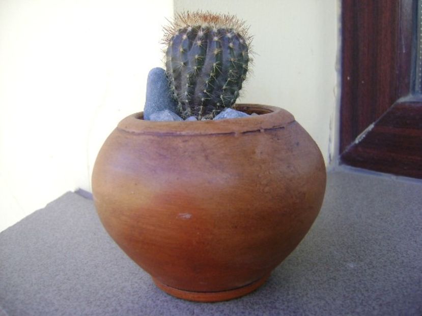 Uebelmania pectinifera v. pseudopectinifera, HU 290 - Cactusi 2018 continuare