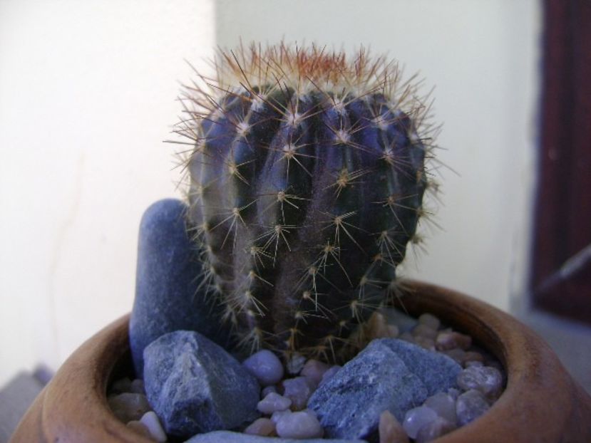 Uebelmania pectinifera v. pseudopectinifera, HU 290 - Cactusi 2018 continuare