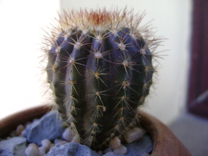 Uebelmania pectinifera v. pseudopectinifera, HU 290 - Cactusi 2018 continuare