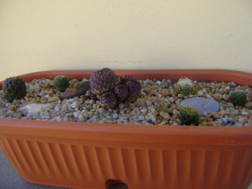 Grup de 6 Sulcorebutia - Cactusi 2018 continuare