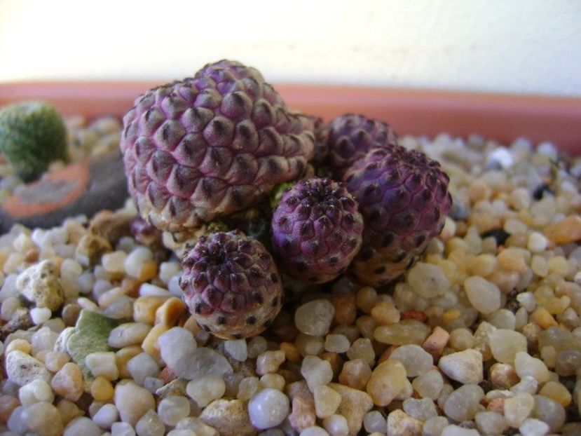 Sulcorebutia rauschii f violacidermis - Cactusi 2018 continuare