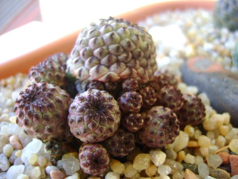 Sulcorebutia rauschii f violacidermis - Cactusi 2018 continuare