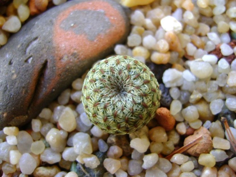 Sulcorebutia heliosoides, MS 511 - Cactusi 2018 continuare