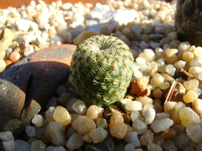 Sulcorebutia heliosoides, MS 511 - Cactusi 2018 continuare