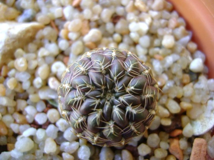 Sulcorebutia purpurea, PHA 937 Laguna Molinero - Cactusi 2018 continuare