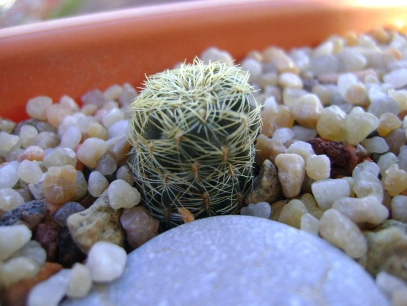 Sulcorebutia roberto-vasquezii, LH 1424 - Cactusi 2018 continuare