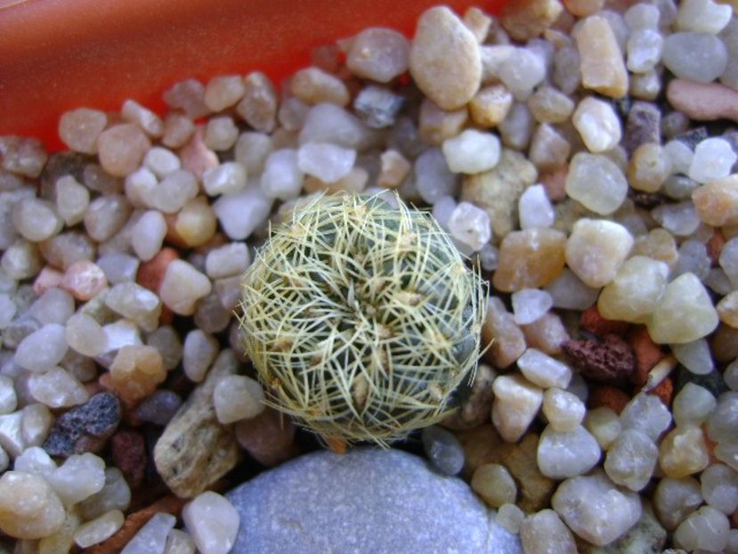 Sulcorebutia roberto-vasquezii, LH 1424 - Cactusi 2018 continuare